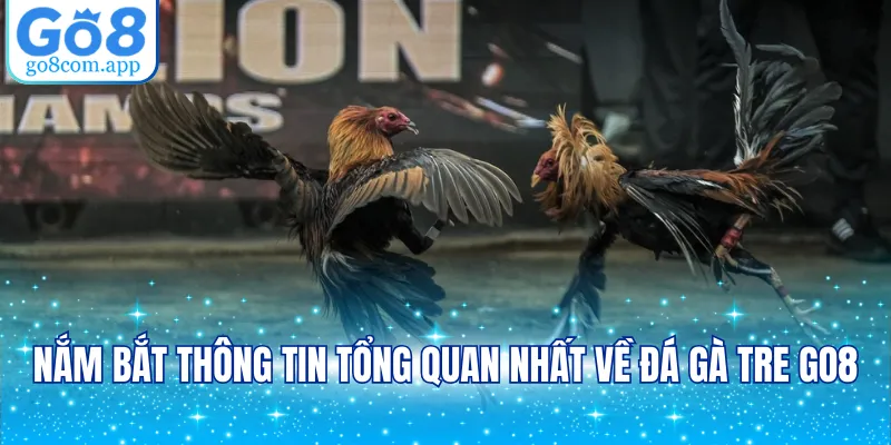 Nắm bắt thông tin tổng quan nhất về đá gà tre GO8